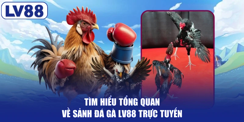 Tìm hiểu tổng quan về sảnh đá gà LV88 trực tuyến